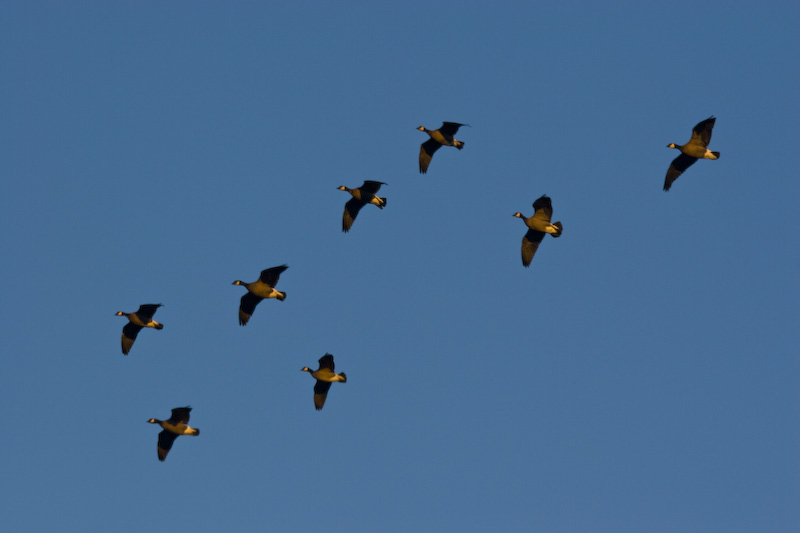 Cackling Geese In Flight